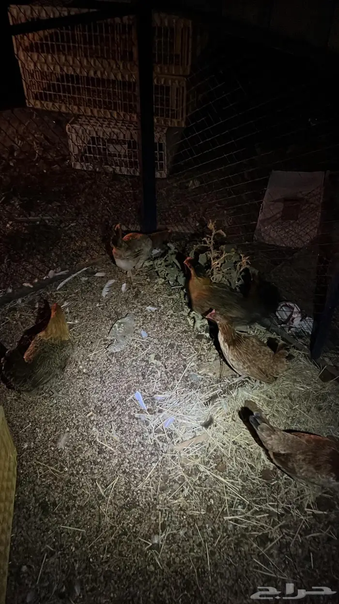 تم البيع تم البيع 4