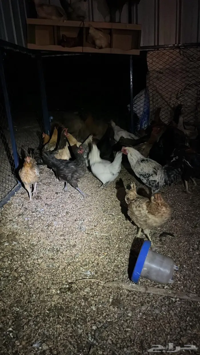 تم البيع تم البيع 9