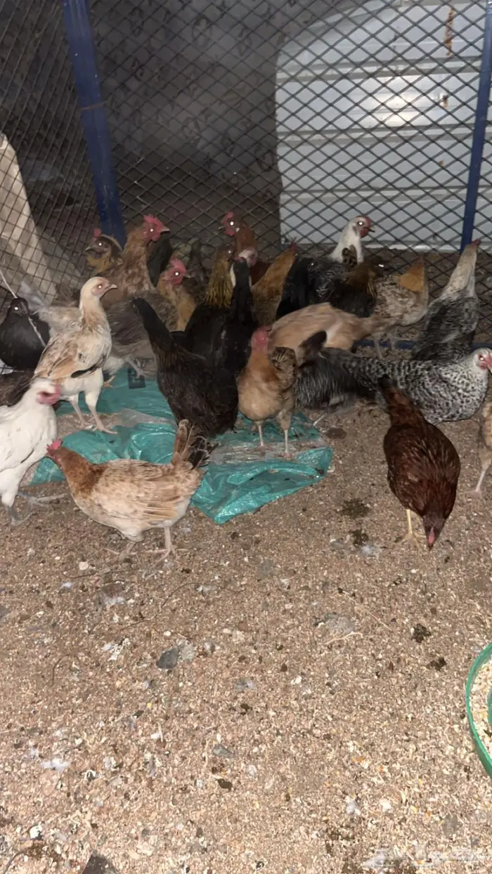 تم البيع تم البيع 8