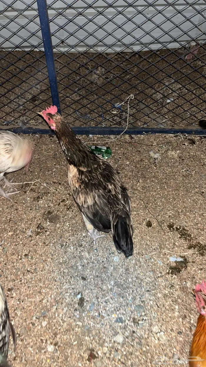 تم البيع تم البيع 10