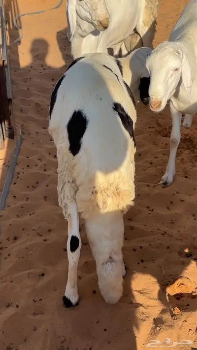 سواكني مرابي مقفله بتبوك index