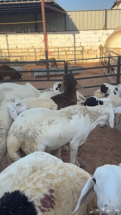 سواكني مرابي مقفله بتبوك index