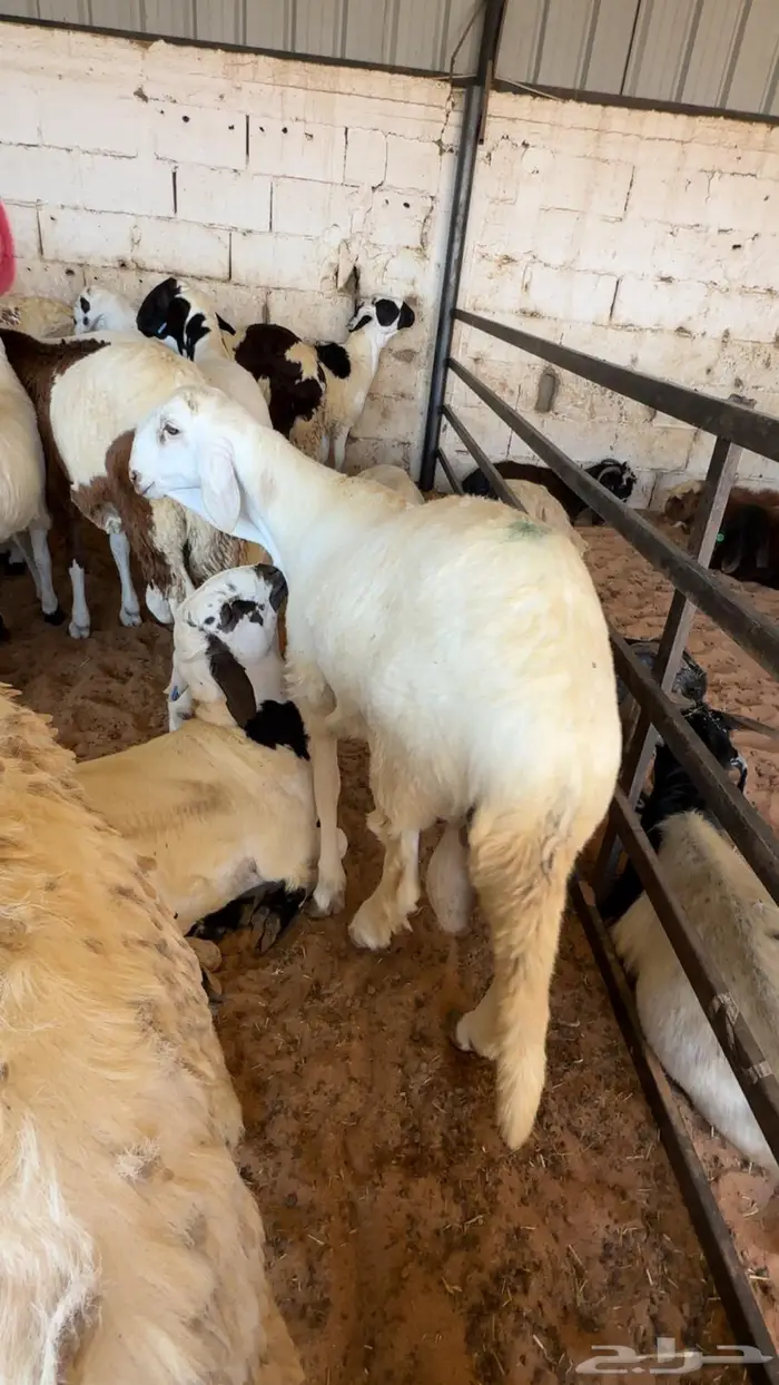 سواكني مرابي مقفله بتبوك 0