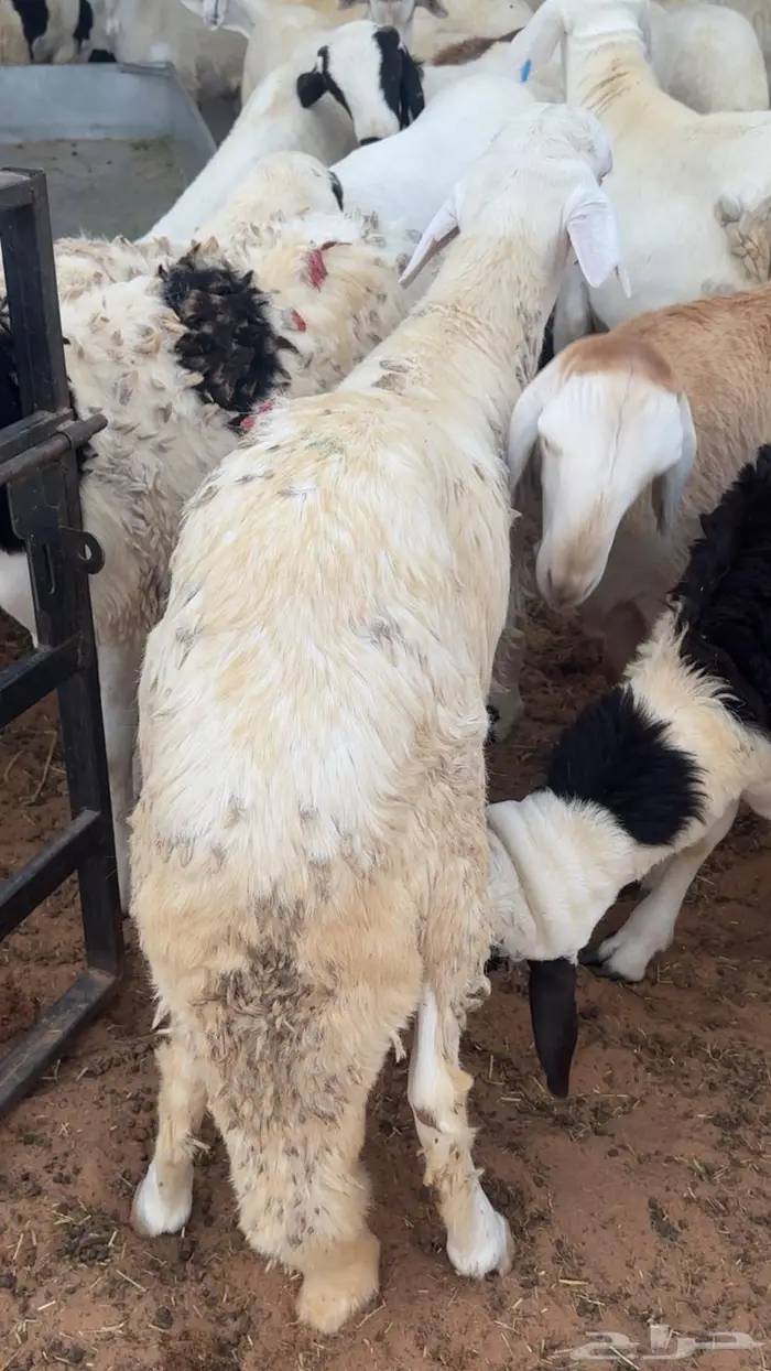 سواكني مرابي مقفله بتبوك 5