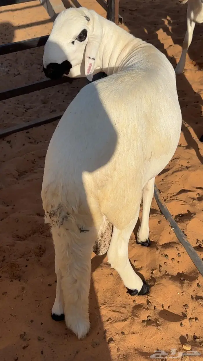 سواكني مرابي مقفله بتبوك 4