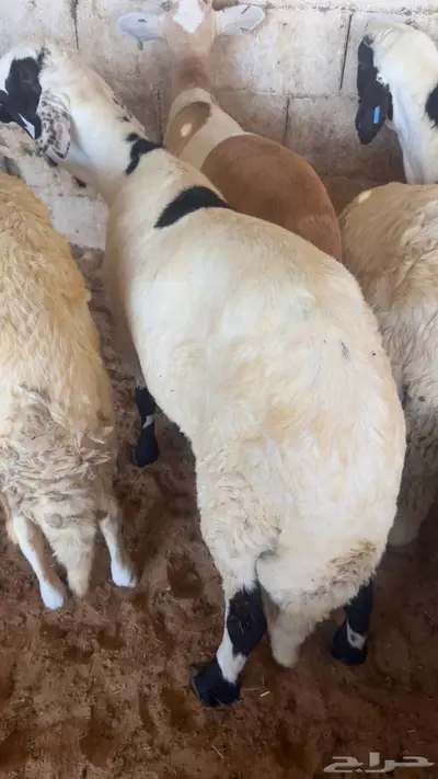 سواكني مرابي مقفله بتبوك index