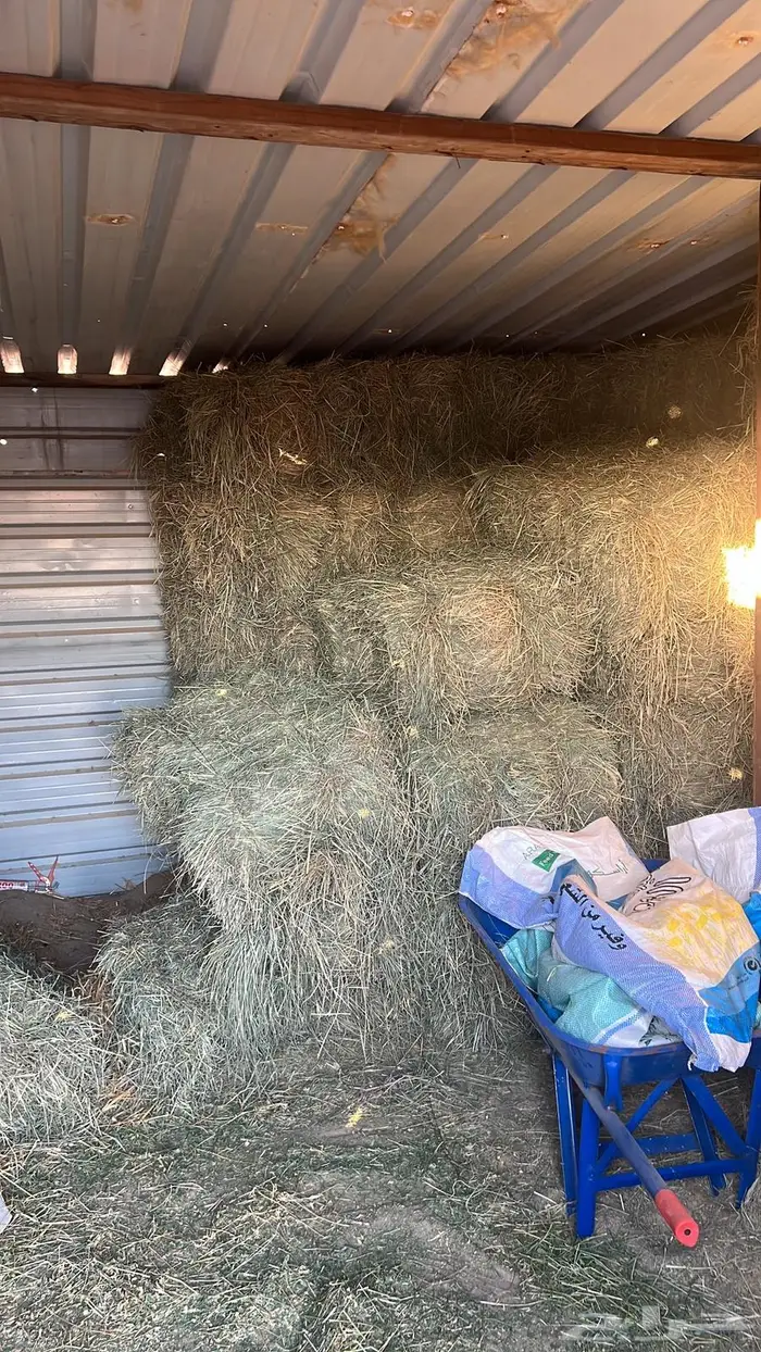 علف حرض رودس مخزن 6