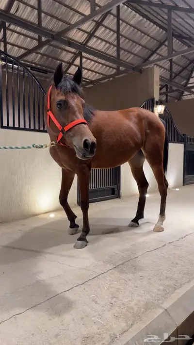 فرس شعبيه كفو 0