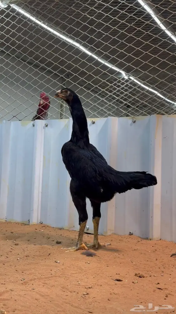 دجاجه شامو الماني هزاز 1