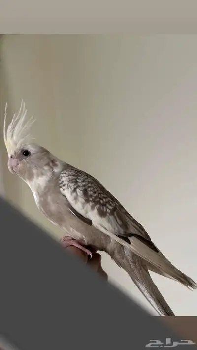 كروان ( كوكتيل ) أليف هدد نششبه. index