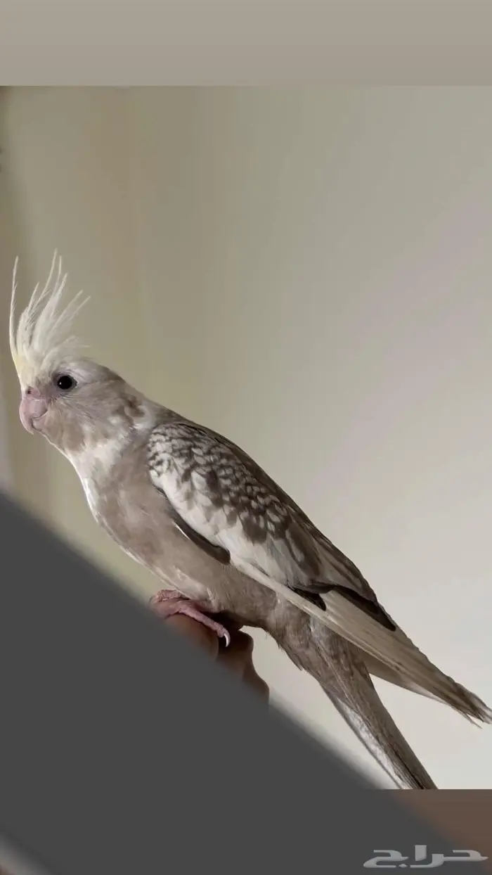 كروان ( كوكتيل ) أليف هدد نششبه. 1