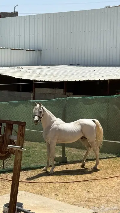 حصان مصري بيور للبيع index