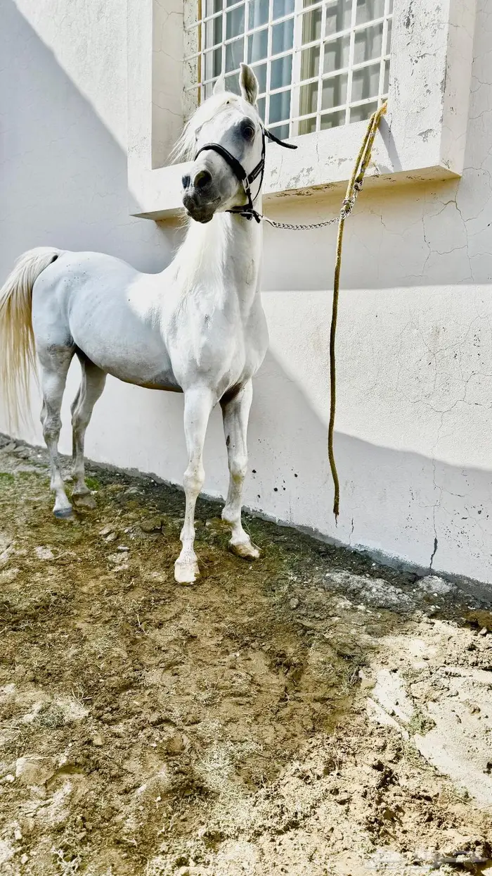 حصان مصري بيور للبيع 3