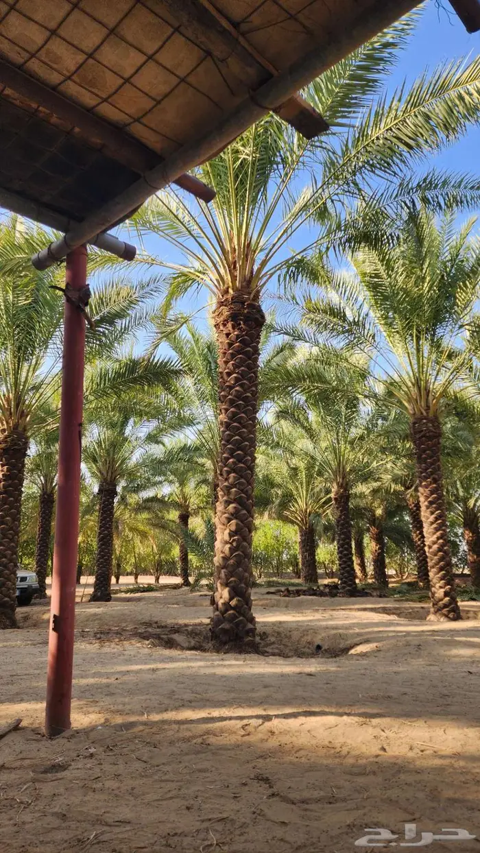 نخل للبيع 8