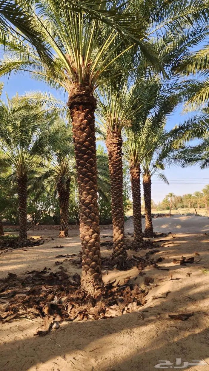 نخل للبيع 7