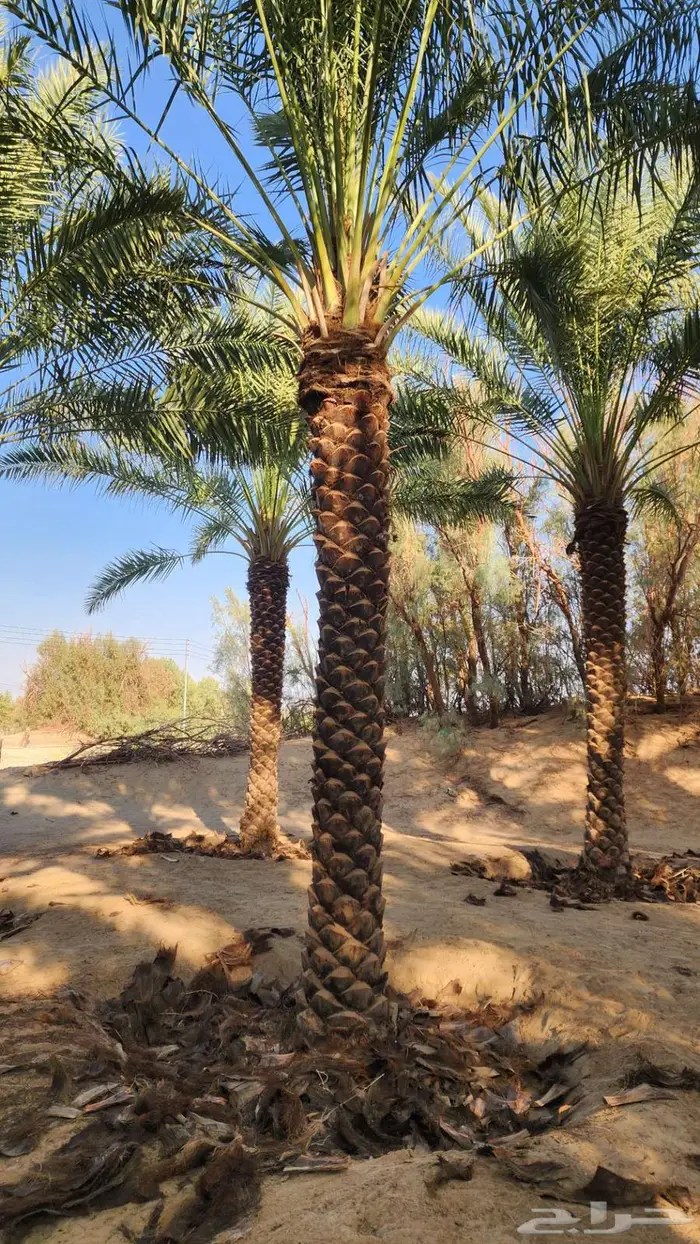 نخل للبيع 9