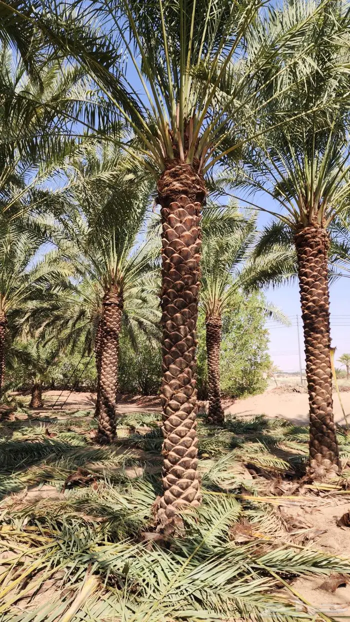 نخل للبيع 12