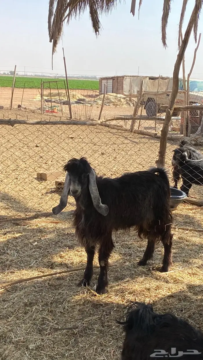 للبيع تيوس سمان و طيبات 0