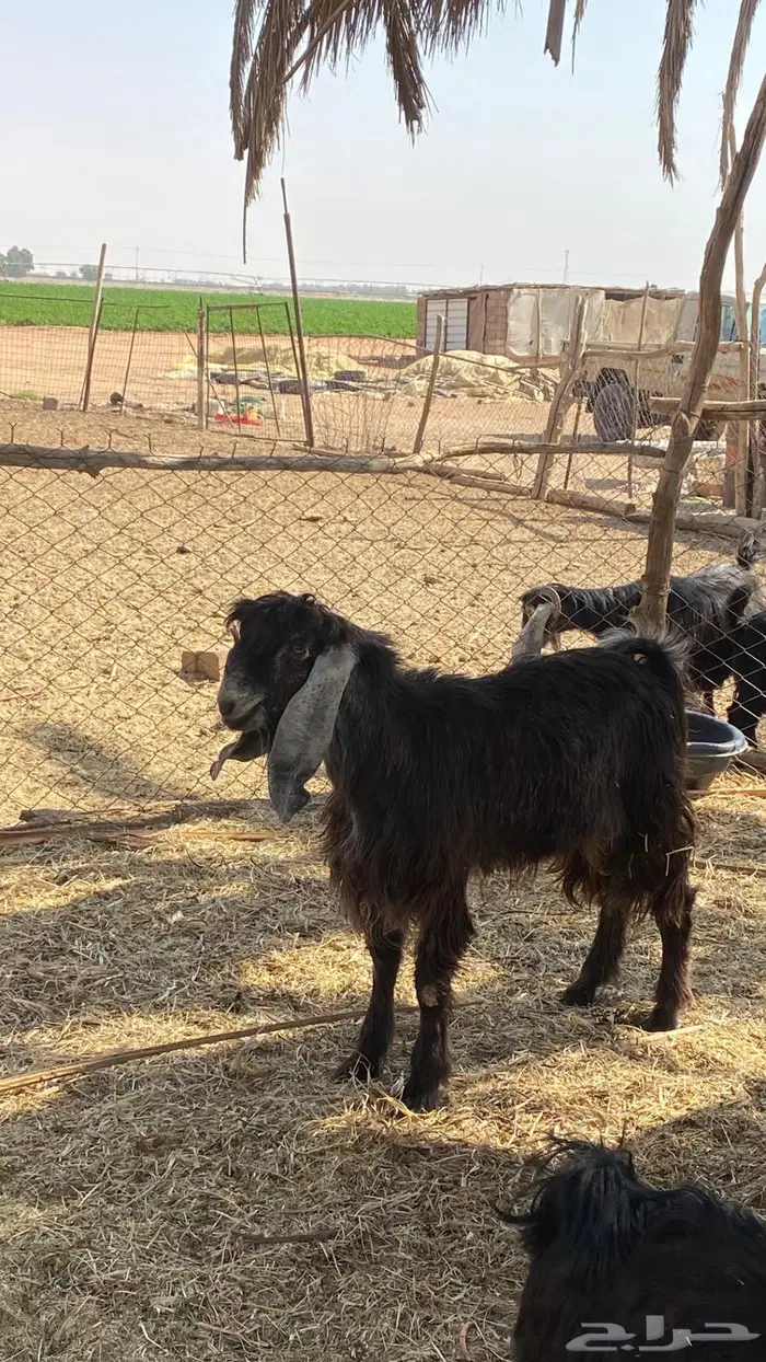 للبيع تيوس سمان و طيبات 1