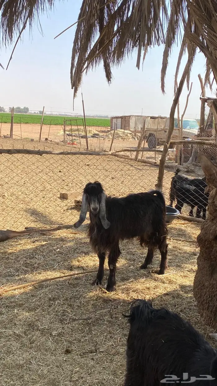 للبيع تيوس سمان و طيبات 3