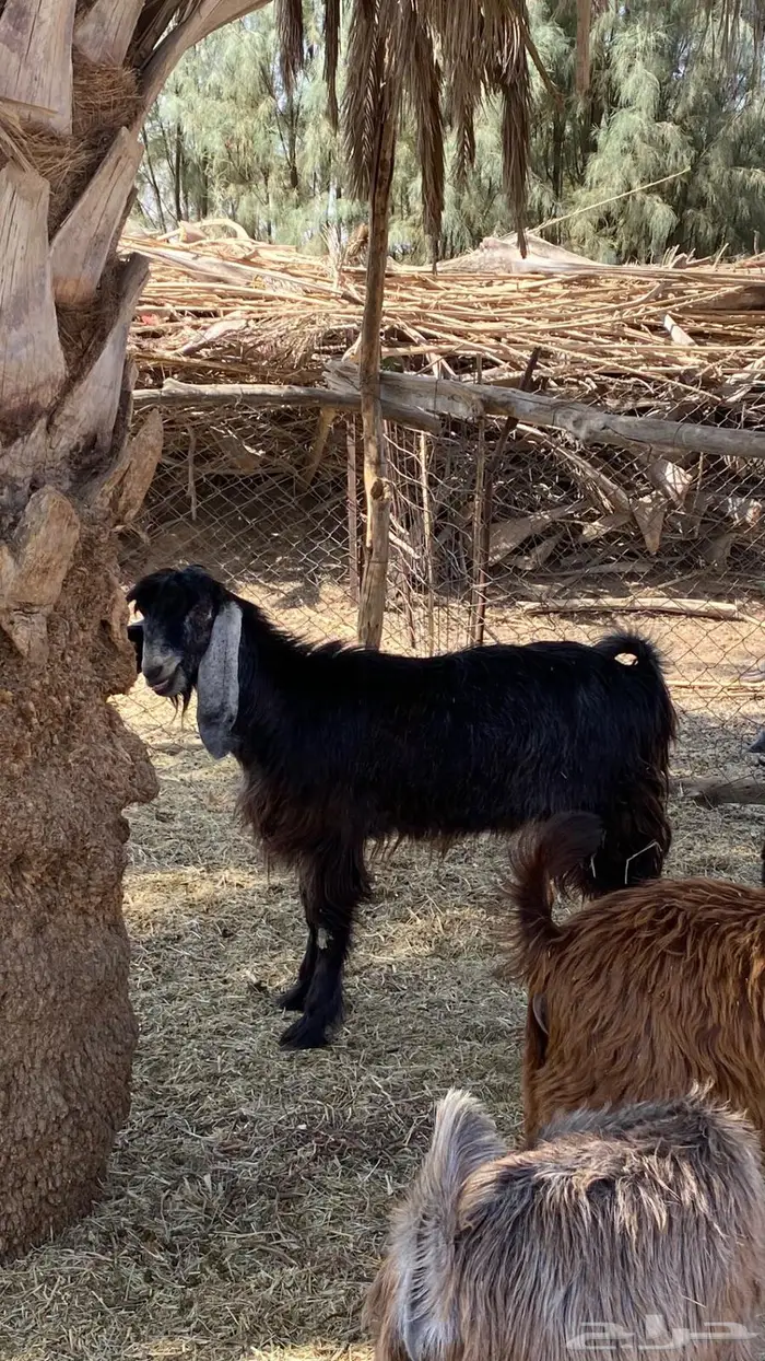 للبيع تيوس سمان و طيبات 5