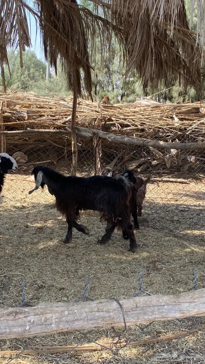 للبيع تيوس سمان و طيبات 2