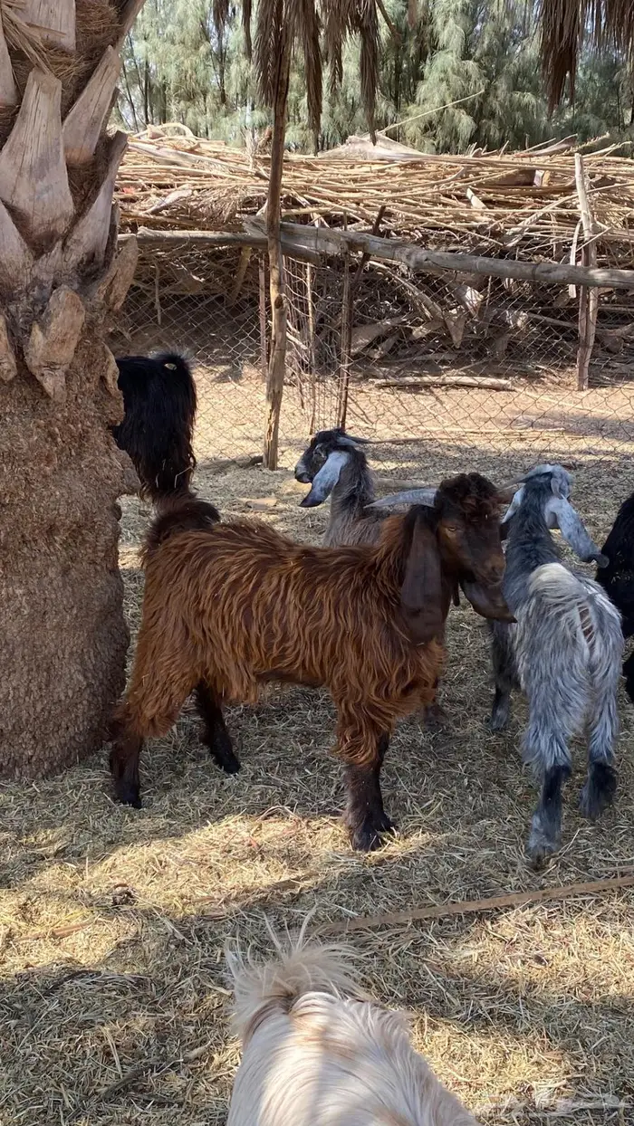 للبيع تيوس سمان و طيبات 8