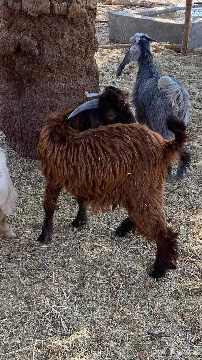 للبيع تيوس سمان و طيبات 7