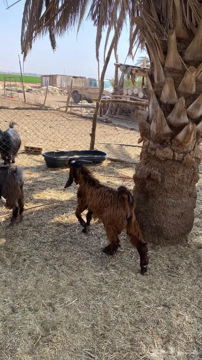 للبيع تيوس سمان و طيبات 10