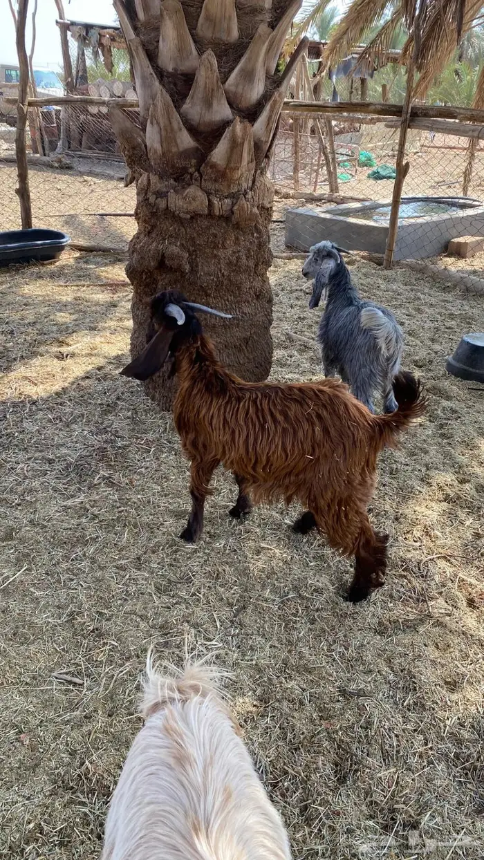 للبيع تيوس سمان و طيبات 9