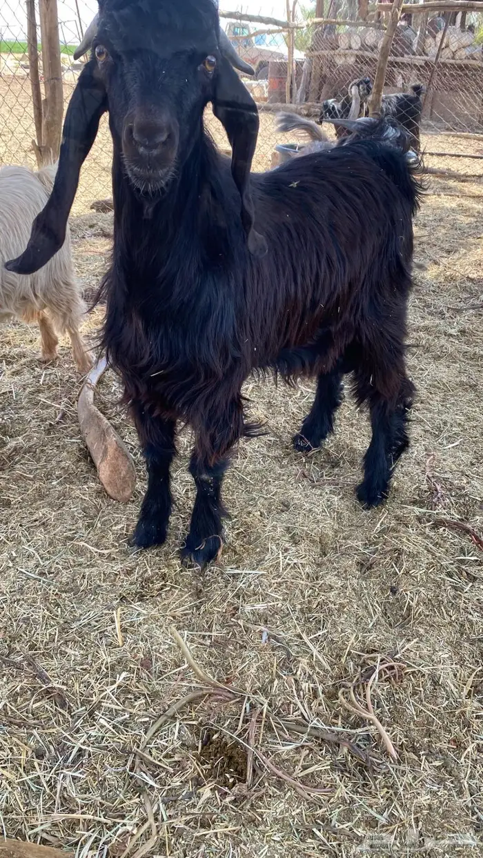 للبيع تيوس سمان و طيبات 12