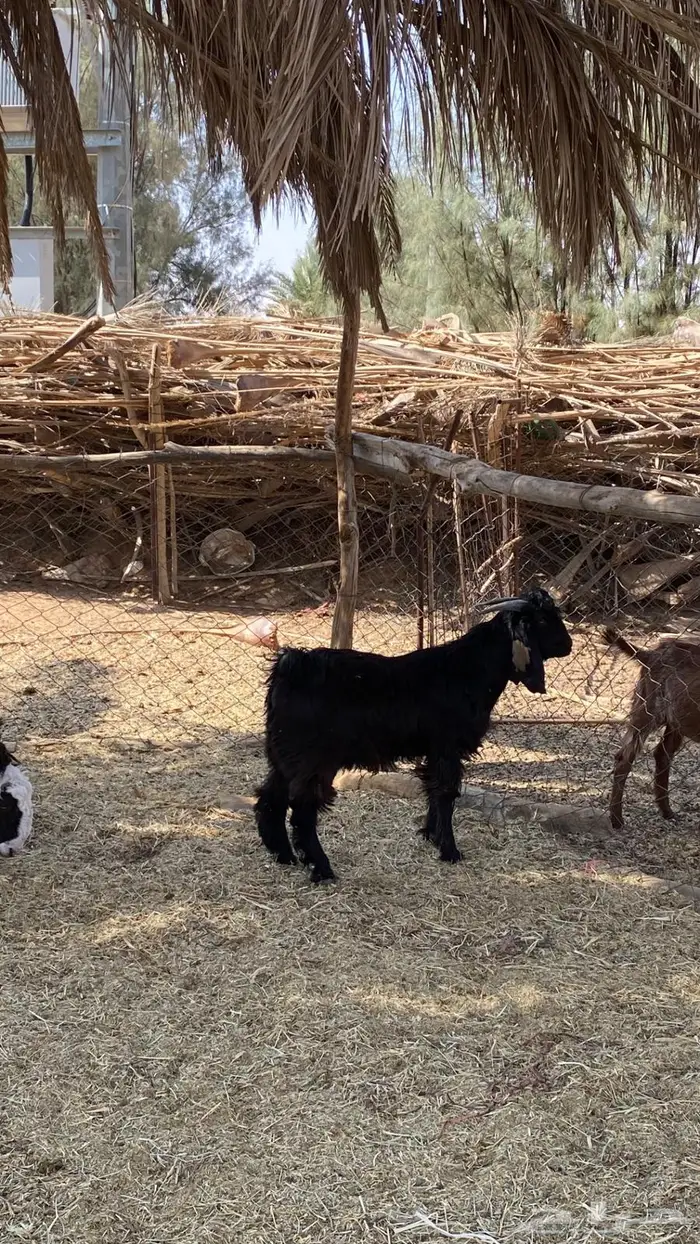 للبيع تيوس سمان و طيبات 11