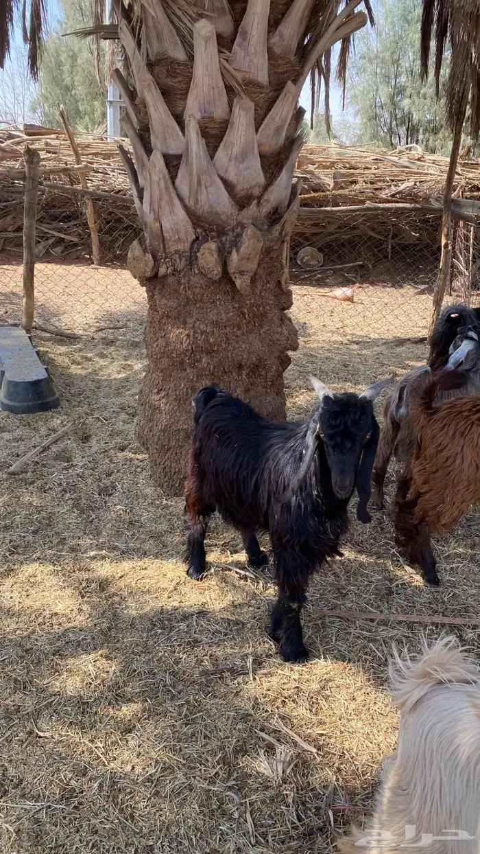 للبيع تيوس سمان و طيبات 13