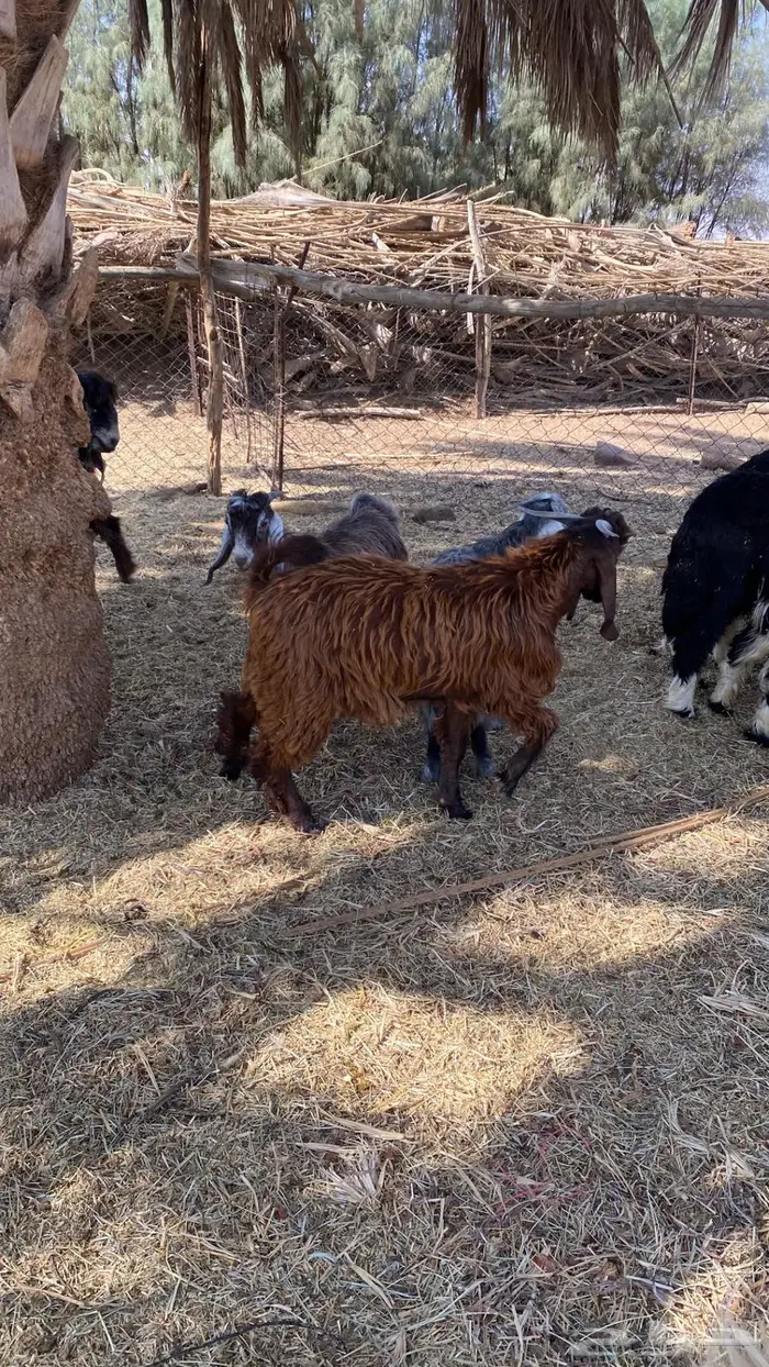 للبيع تيوس سمان و طيبات 6