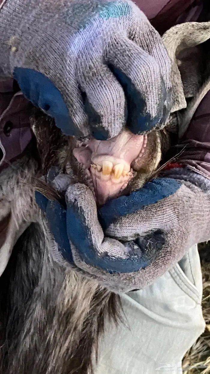 للبيع تيوس سمان و طيبات 4