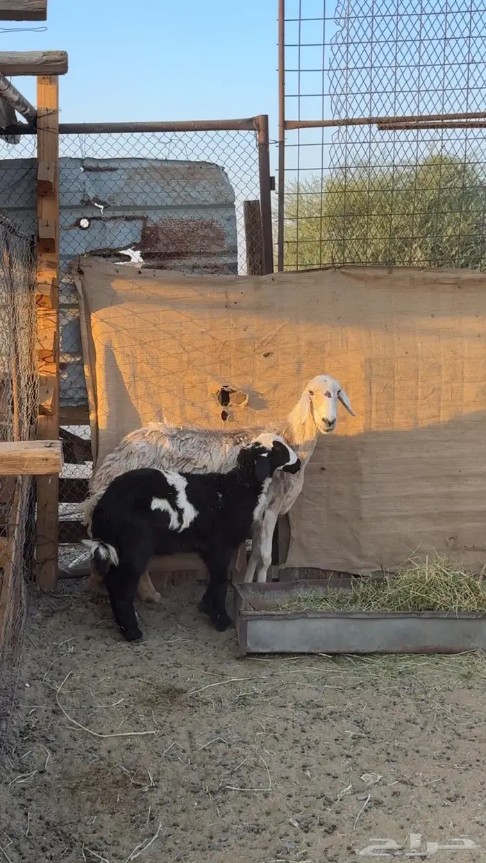 نعجه تحتها رخل 1