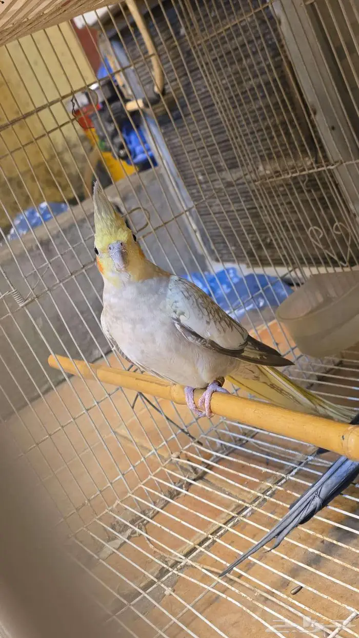 جوز كروان للبيع 1