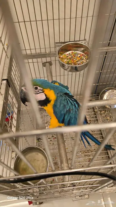 طير ببغاء مكاو index