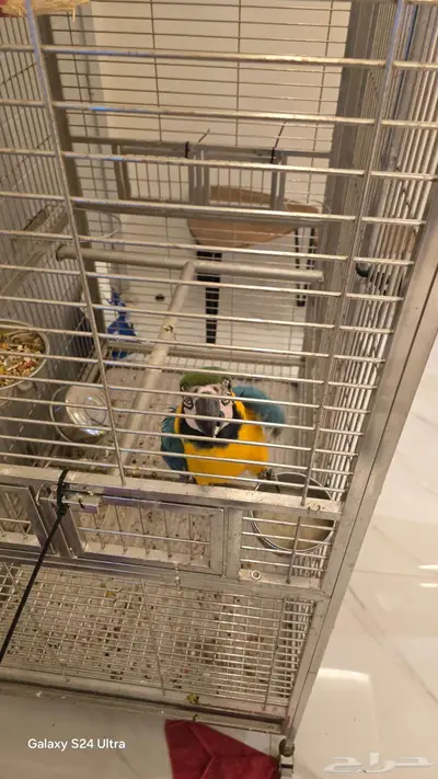 طير ببغاء مكاو index