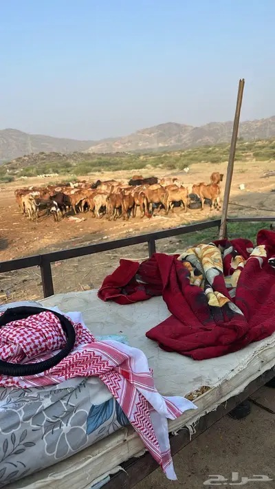 80 البقر مع 10 حسلان 0