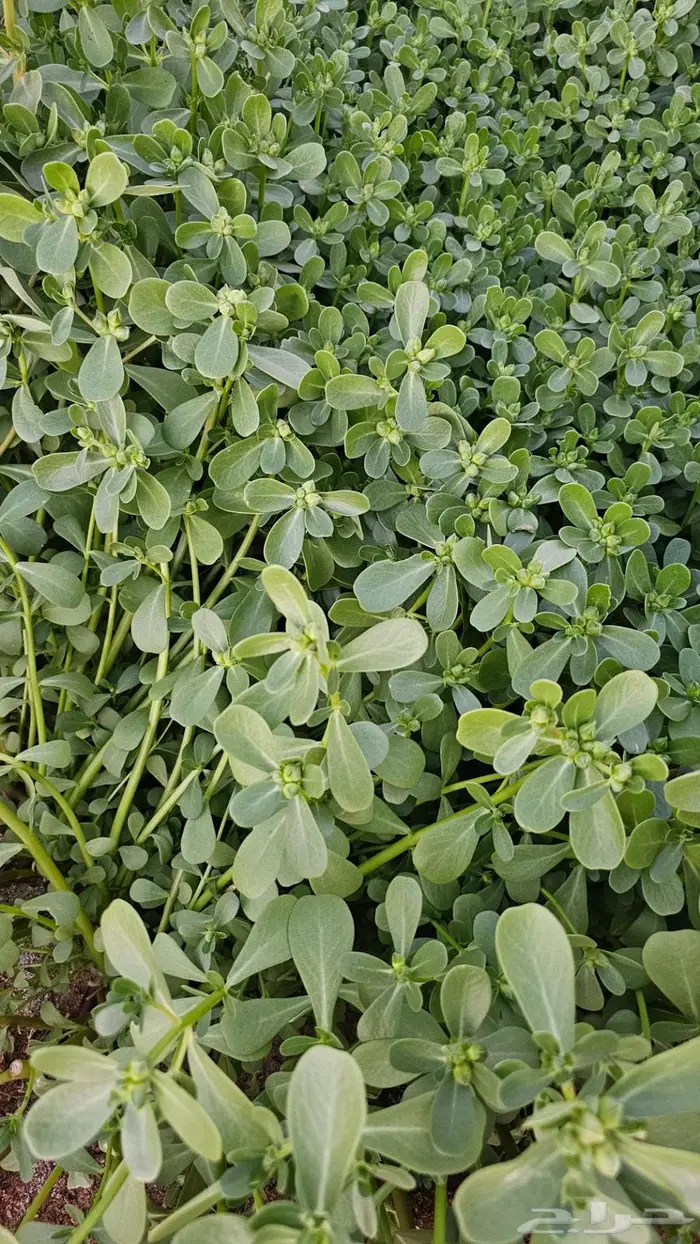 حزم رجلة من المزرعة 0