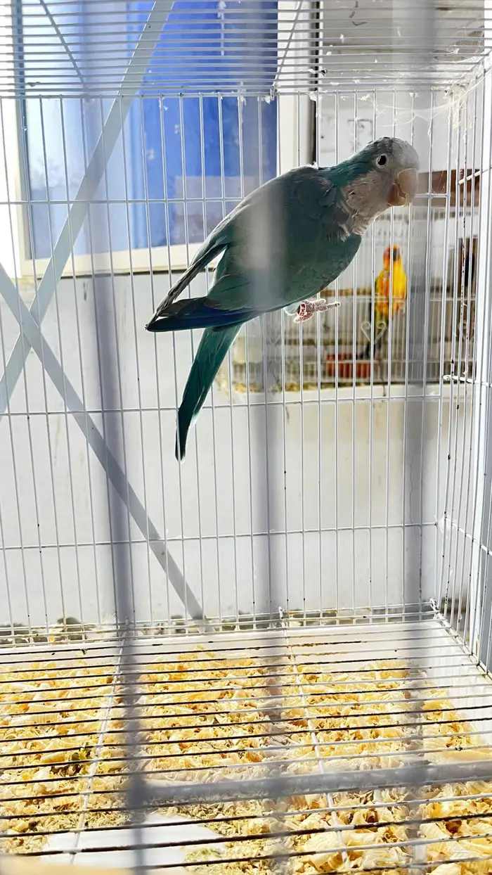 ذكور كنيور 1