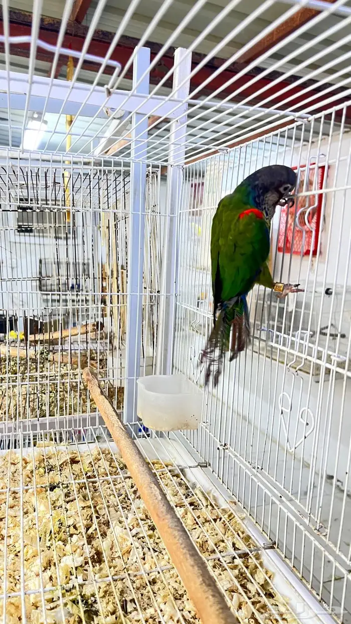 ذكور كنيور 2