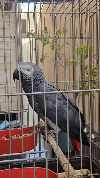 ببغاء كاسكو 2000 index