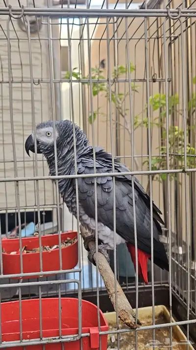 ببغاء كاسكو 2000 index