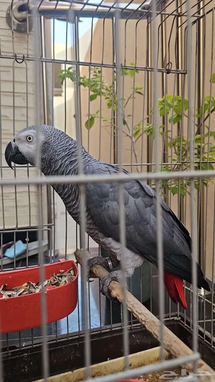 ببغاء كاسكو 2000 2