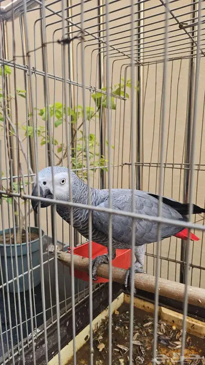 ببغاء كاسكو 2000 index