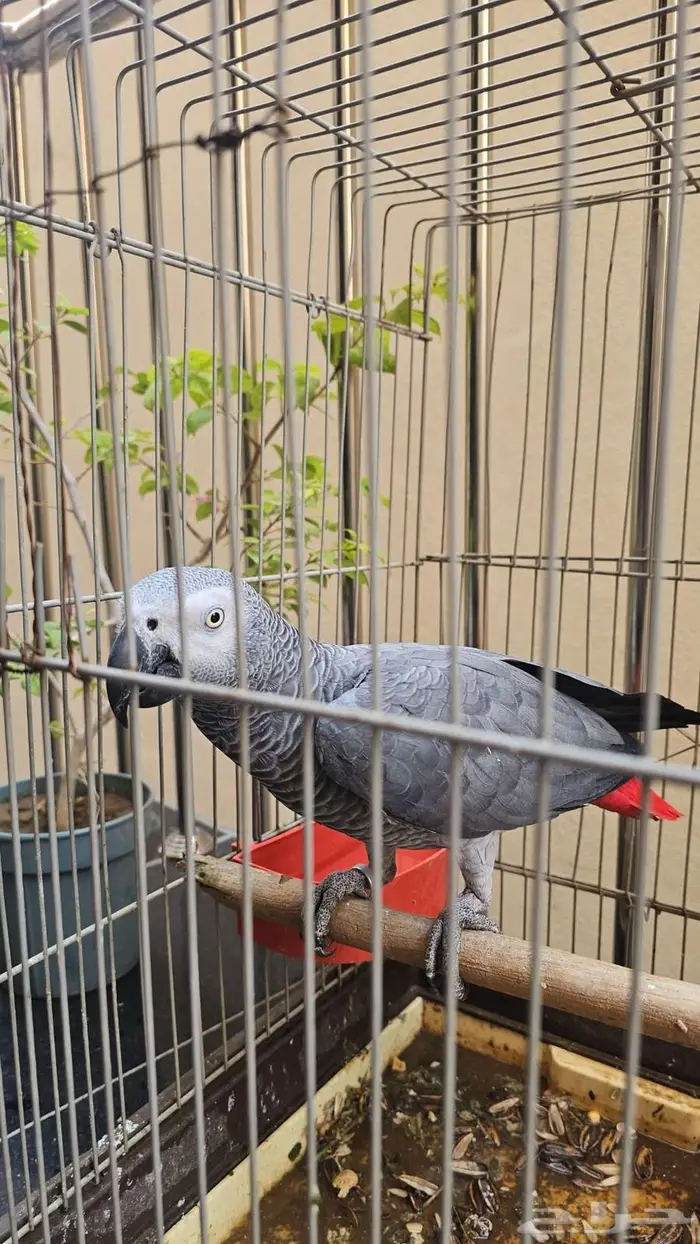 ببغاء كاسكو 2000 3