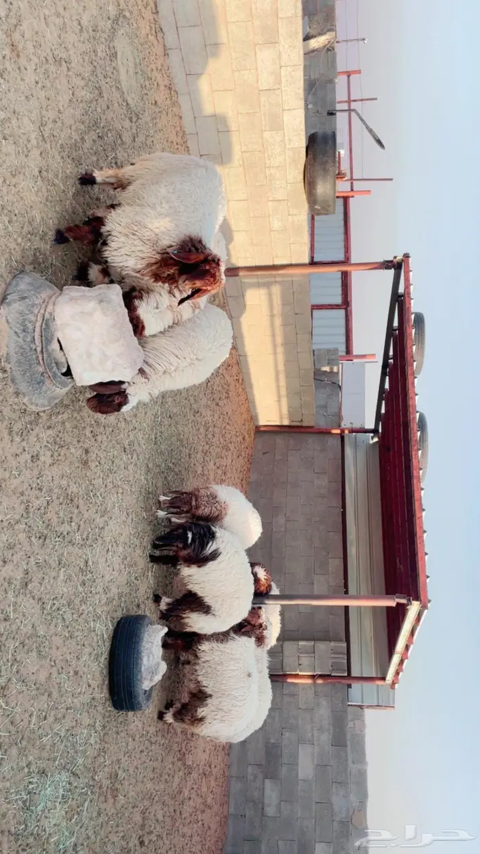 للبيع جذعات نعيم مقاني طيبة 2