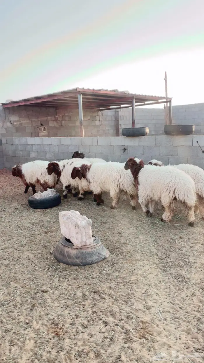 للبيع جذعات نعيم مقاني طيبة 4